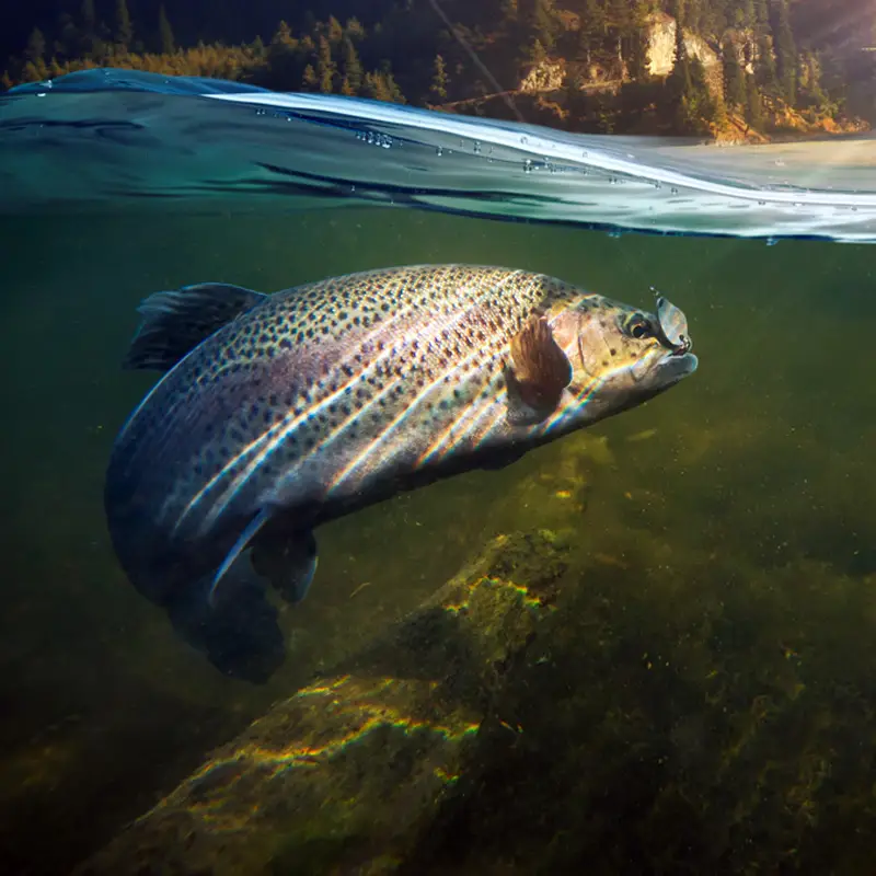 Fliegenfischen am Campingplatz Waischenfeld